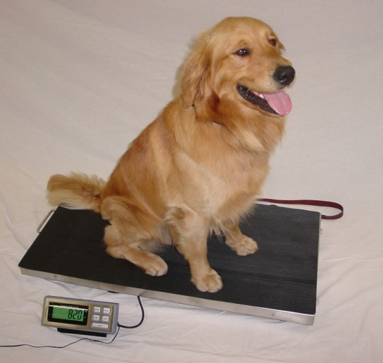 LVS-XL Veterinary Scales 44 x 22 700 lb Capacity