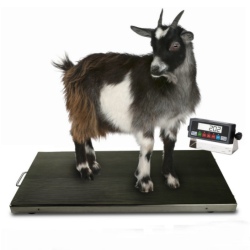 Prime Scales PS-700AS 700 x 0.1 lb Small Livestock Scale