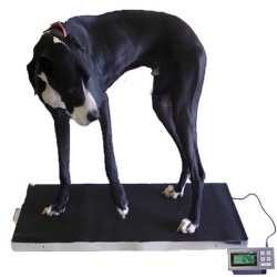 LVS-XL 44x22 Veterinary Scale 700 lb.